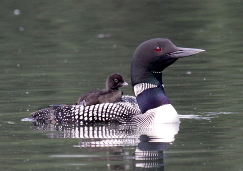 Loon with baby on back