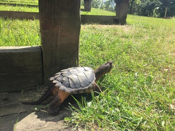 common snapping turtle outside in the grass