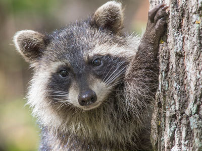 Raccoon