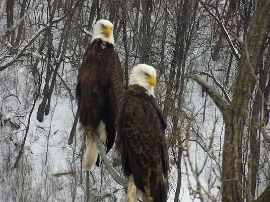 eagle pair