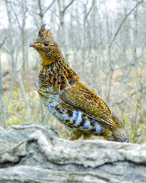 grouse photo in the fall