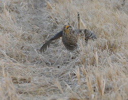 a sharp-tailed grouse