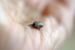A photo of a tick on a hand