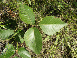 A photo of poison ivy