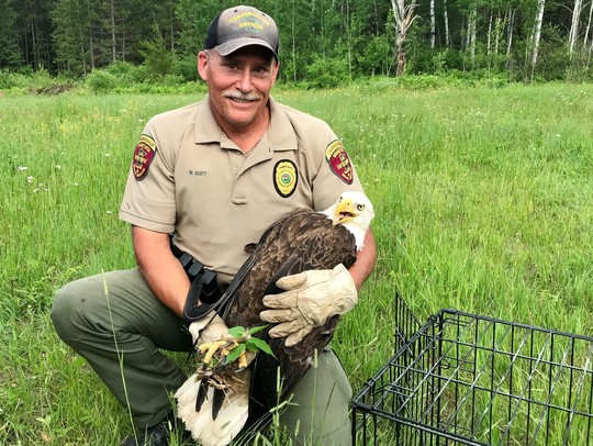 Conservation officer holding a bald eagle