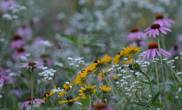 prairie flowers