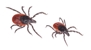 black-legged deer ticks