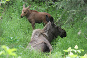 Moose and Calf - USFW 