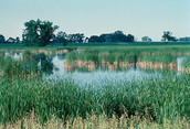 Wetlands - USFW