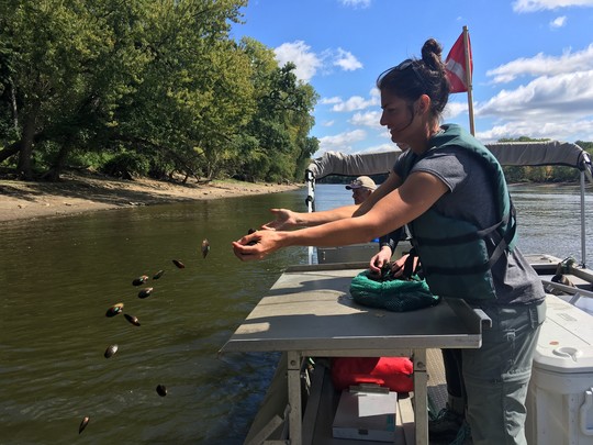 releasing mussels into the river