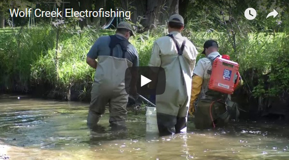 Wolf Creek electrofishing