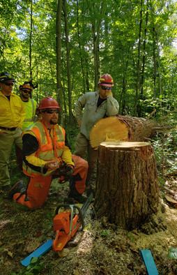 foresters around a chainsawed tree