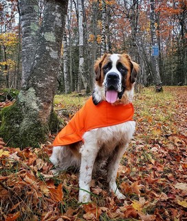 Dog in orange vest