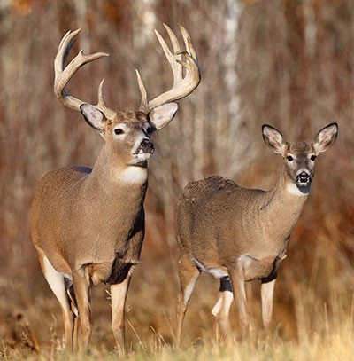 A buck and doe in the autumn woods
