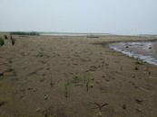3 Native Emergent plant survival and new growth observed on the north end of Little Rock Lake, September 2019.
