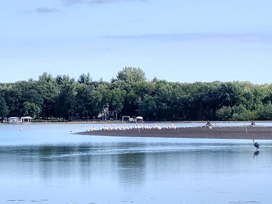 Pelicans and great blue herons hunting along the mud flats of Little Rock Lake.