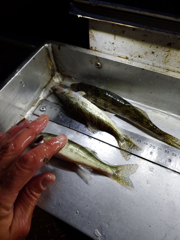 Walleye fingerlings sampled during night electrofishing on Little Rock Lake after reaching full pool elevation.