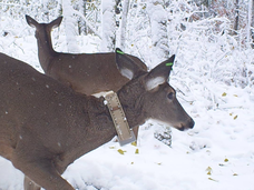 collared deer