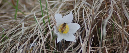 Bee on white and yellow flower