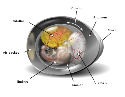 egg development