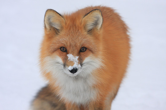 Red fox with snow on its snout, looking at the camera.
