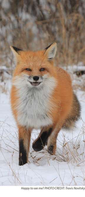 Fox running in snow. Photo credit Travis Novitsky