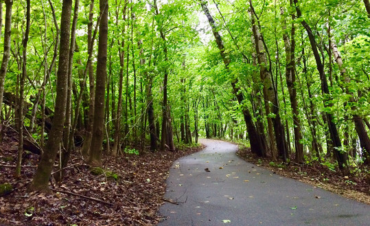 paved trail with trees