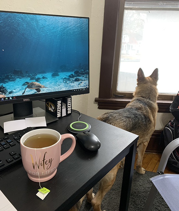 At home office in spare bedroom with large dog looking out window.