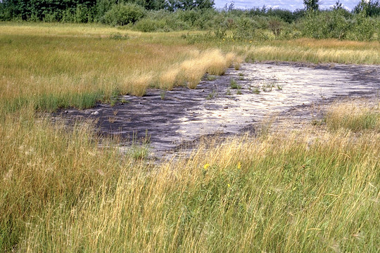 grassy prairie with a white/gray bald spot