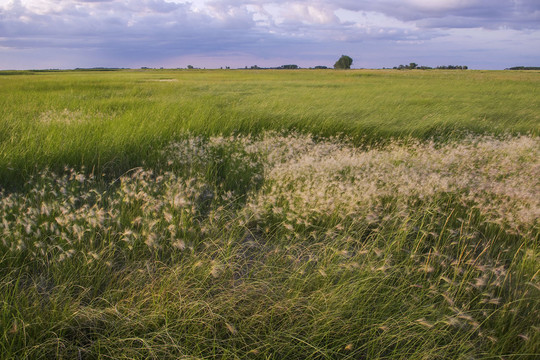 Grassy prairie