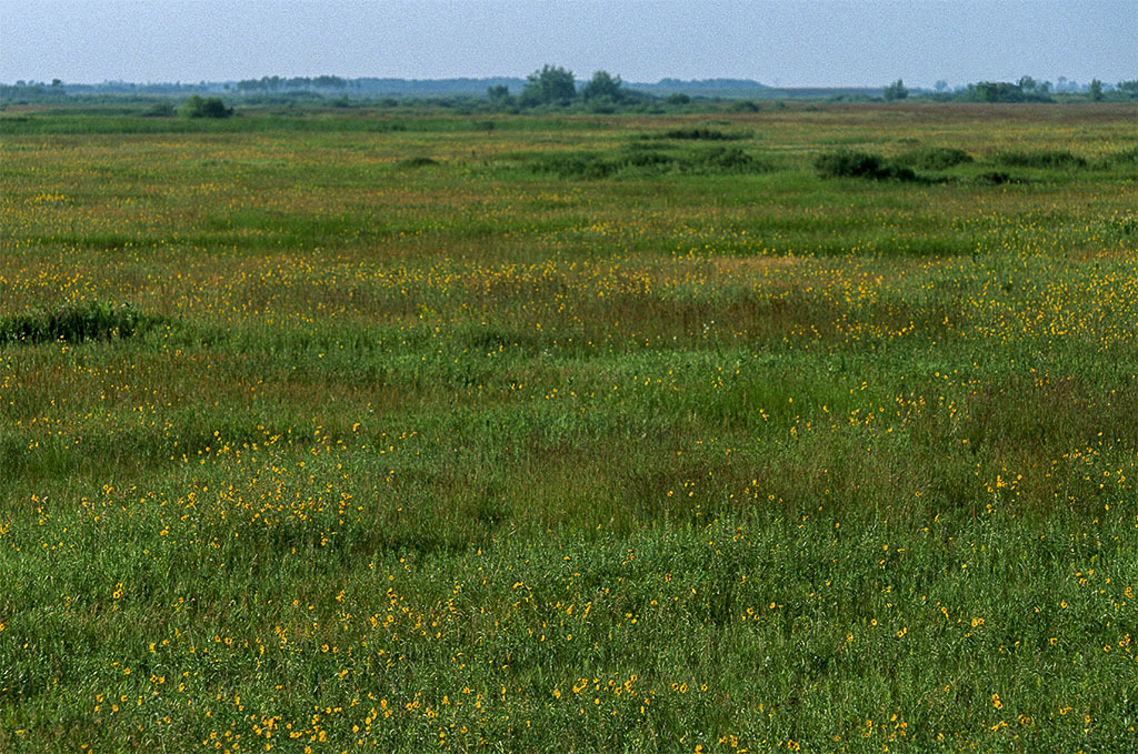 Grassy prairie with yellow flowers.