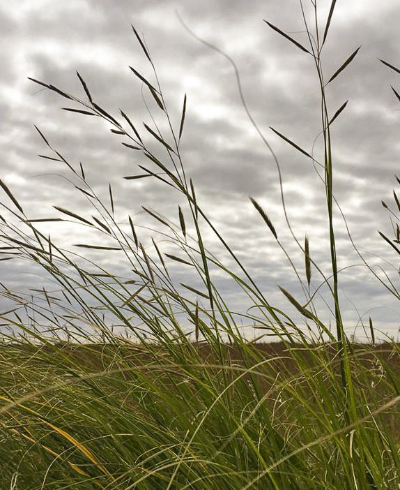 Grass and a cloudy sky