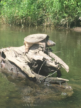 Snapping turtle on rock