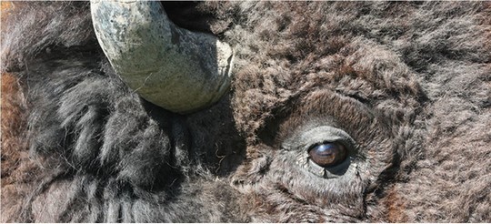 bison eye up close