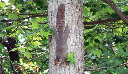 Eastern gray squirrel USFWS