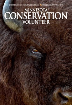 Bison on magazine cover
