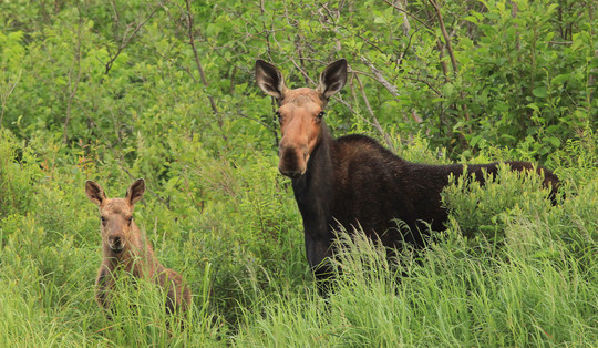 Moose behind grass