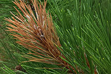 red pine shoot moth 