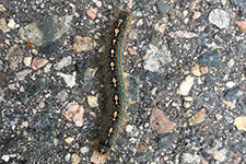 forest tent caterpillar on road surface