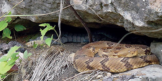 Female timber rattlesnake with newborns in the background