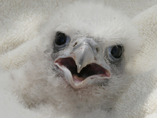 Falcon chick close-up