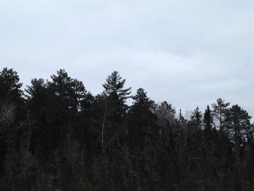 Tops of pine trees
