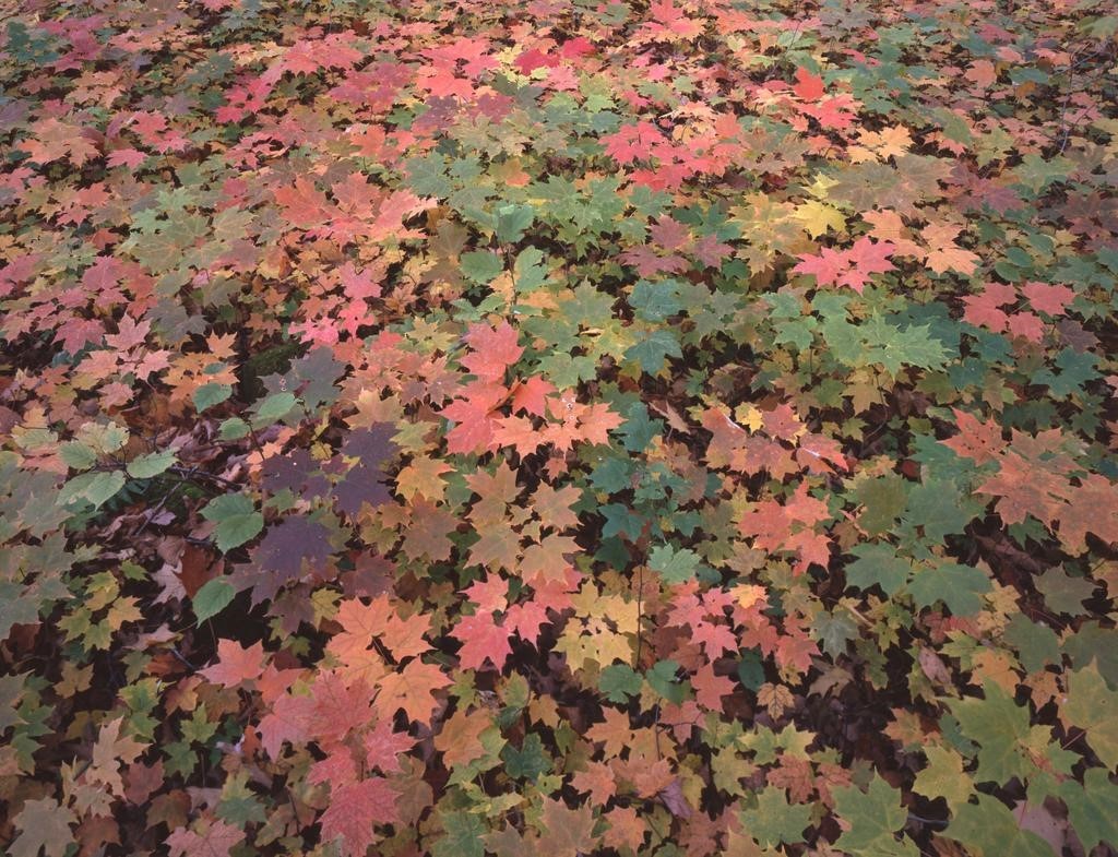 Fall colors of maple seedlings