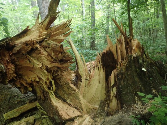 Broken trunk of a large fallen tree
