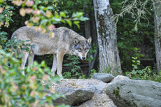 wolf at International Wolf Center