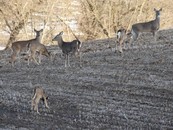 white-tailed deer in a field