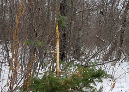 a buck rub in snowy woods