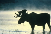 Bull Moose - USFW