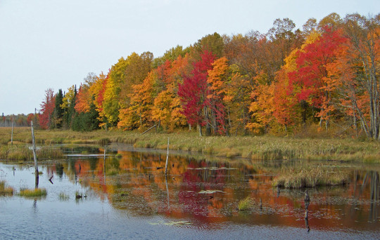 Image of trees in the fall