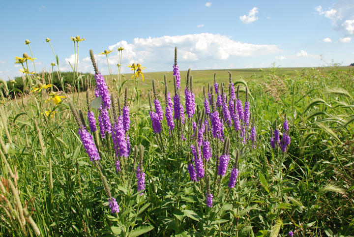 Purple prairie flowers